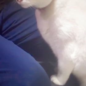 １枚の動画．猫芸の画像