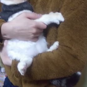１枚の動画．まさかのかっぱちゃんの画像