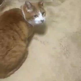 １枚の動画．友達いない？の画像