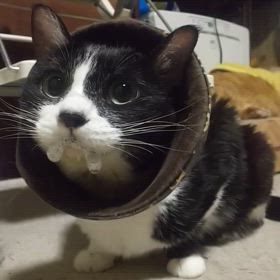 ルルが発作をの画像