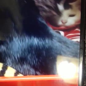 １枚の動画．正しい領地の奪い方の画像