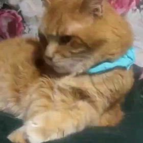 動画が送れないの画像