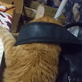 １枚の動画．たった今の画像