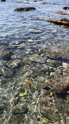 千葉県館山のクリアな海水の動画をどうぞの記事動画