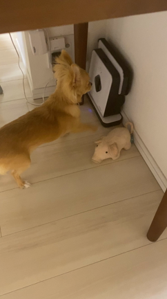 犬のボクササイズの記事動画