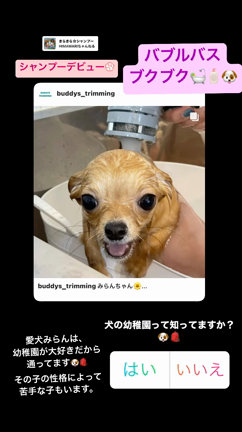 愛犬みらん　シャンプーデビューの記事動画