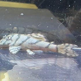 今日は動画で、の画像