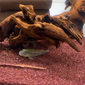 大好きな魚‼️の画像
