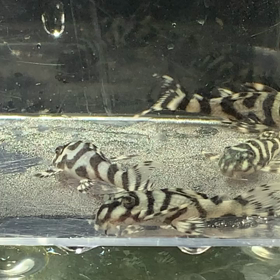 追加発注‼️の画像