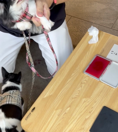 愛犬と行く軽井沢の記事動画