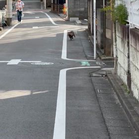 たぬきの画像