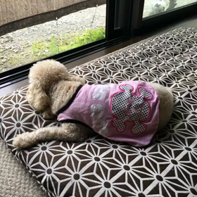 お気に入りショットの画像