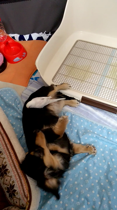 小鳥と犬の記事動画