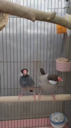 私達、結婚しましたの記事動画