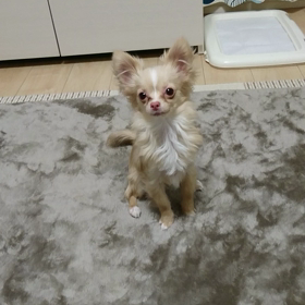 新たな技♪の画像