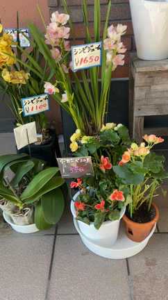 　人気の！wtw house ＆  am6 houseの記事動画