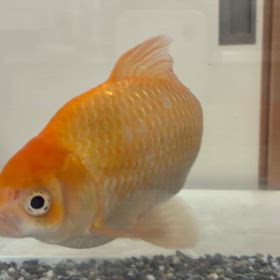 金魚掃除の画像