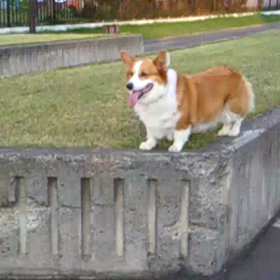 そうやがお空へいった日の朝の画像