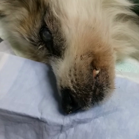 老犬レンタ君の食べっぷりの画像