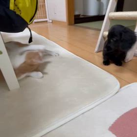 子守りをする猫、ふく様の画像