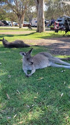 港町ポートマッコリー旅⑤カンガルーに会えるビーチの記事動画