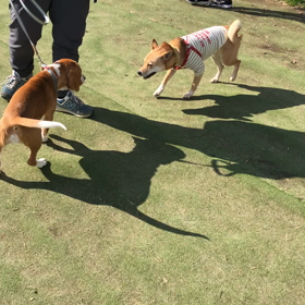 そらが来たの画像