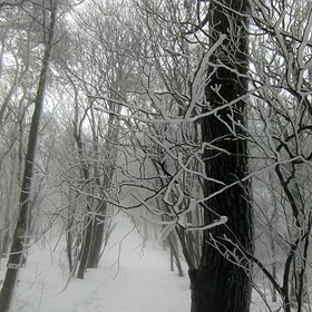 青空の下で！美しき霧氷の森Ⅲ 愛知県・寧比曽岳(動画編)の画像