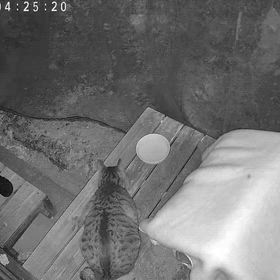 【コツコツTNR】再来のキジトラくんをさくらねこにのサムネイル画像