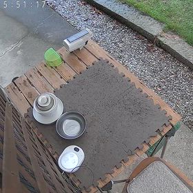 【新しい遺棄猫？】初見のシャムトラ猫ちゃんが現れましたのサムネイル画像