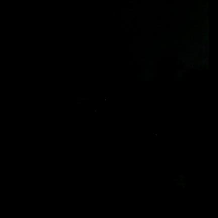 冒険のはじまり！夜のジャングルクルーズの記事動画