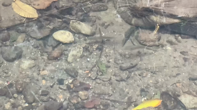 秘密の渓流で川遊び、そこは横浜？！の記事動画