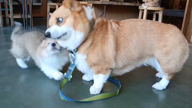 散骨島を望みつつの記事動画