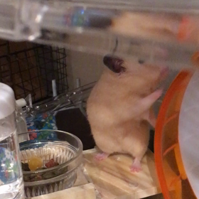 ちょうだいちょうだいの画像
