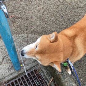 ガク、なんで水が流れてるっていうのがわかるのだろう？の画像