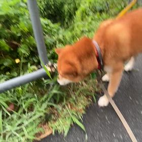 整腸剤の葉っぱ。の画像
