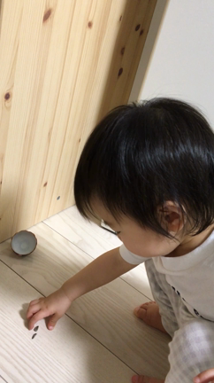種の記事動画