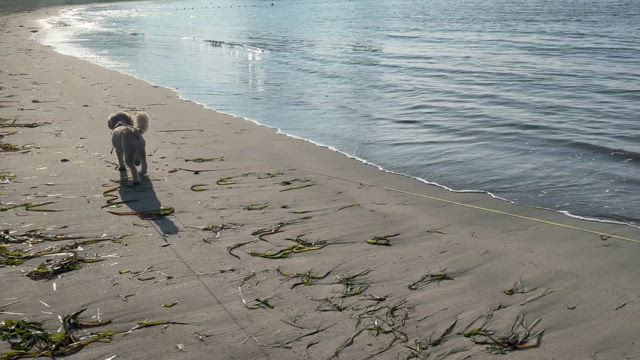 勝浦へのワンコ旅〜２日目〜の記事動画
