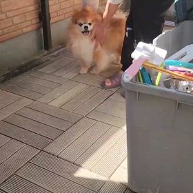 ベランダでの画像