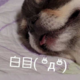  保護犬チワワんの日々の画像