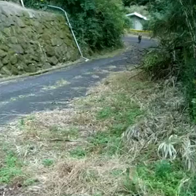 裏山でイノシシと遭遇！の画像