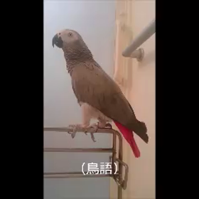 うちのヨウムちゃんの画像