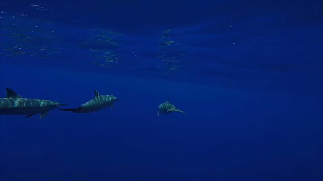ロタ島の記事動画