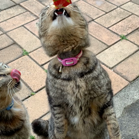 母猫に続き子猫もできたの画像