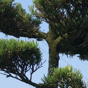 盛夏の画像