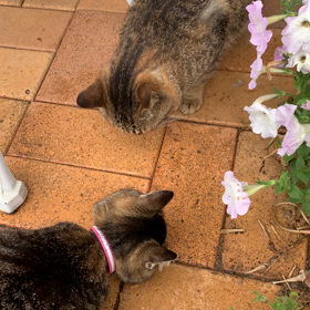 居候猫は遠慮気味の画像
