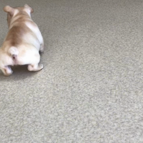 ブリちゃんベイビー元気に歩くよ♫の画像