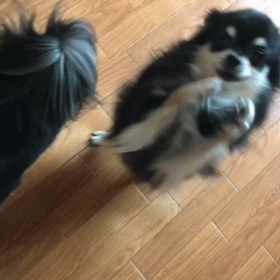 ちょうだいちょうだい♪の画像