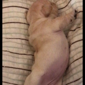がんばれ！ブリちゃんベイビー！の画像