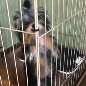 かまって、かまって〜！の画像