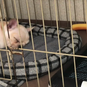 眠いよ〜(-_-)zzzの画像
